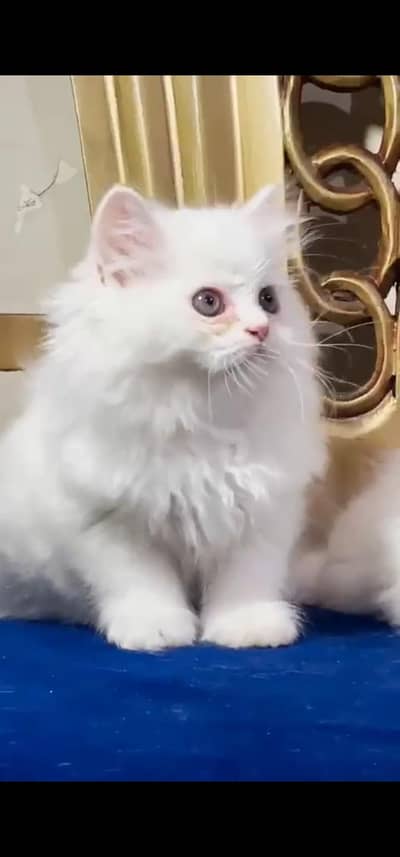 Quality Persian Punch face cat & kitten is 03233614642 WhatsApp