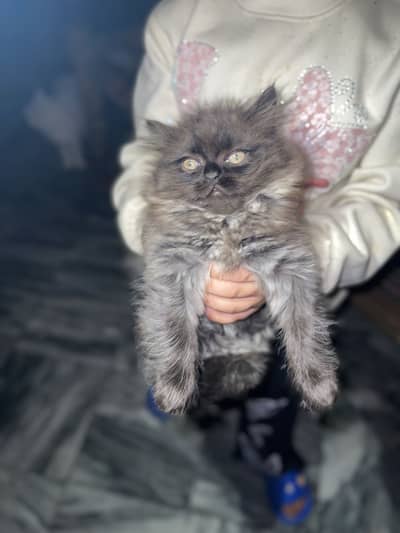 Persian cat