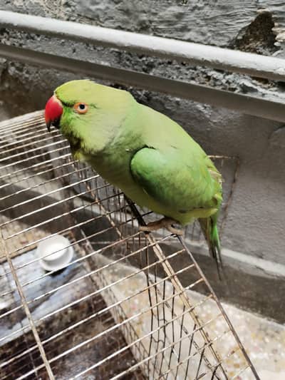 Green Neck For Sale