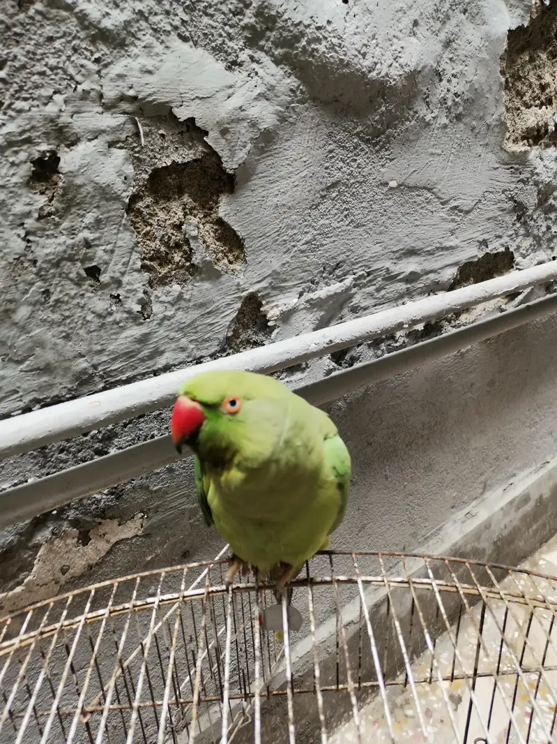 Green Neck For Sale — photo 2