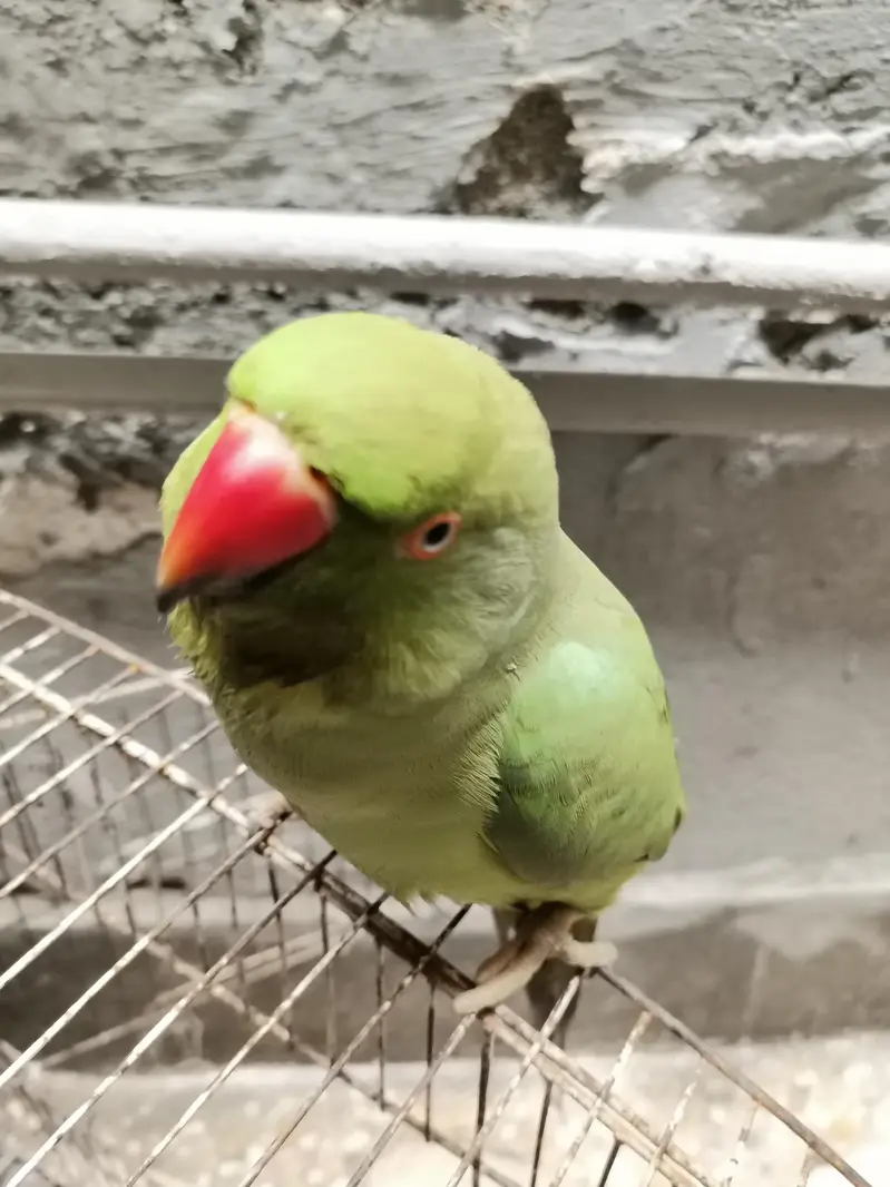 Green Neck For Sale — photo 3