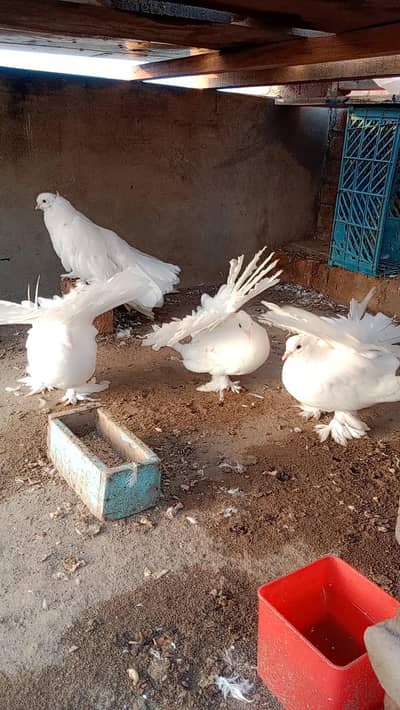 03707858546 lacky kabuter white