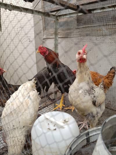 total 9 murgi 1 aseel  murga