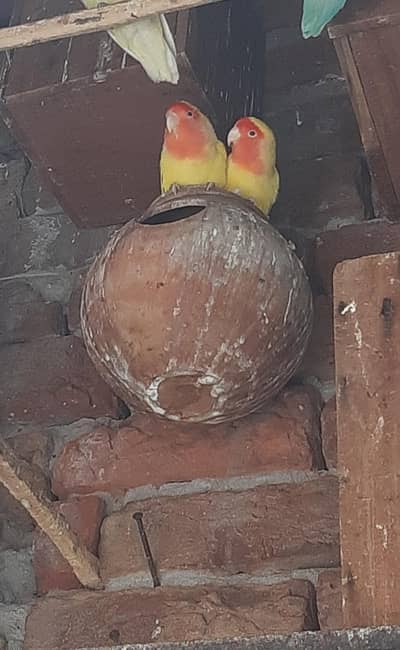 love bird pair