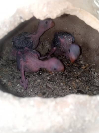 home breed 3 chks only