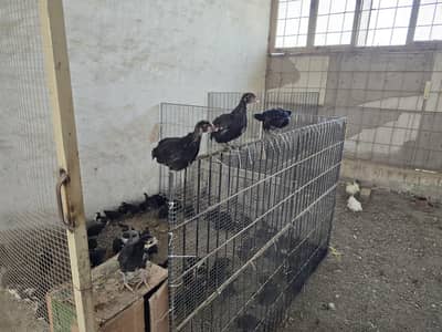 australorp chix fully vaccinated