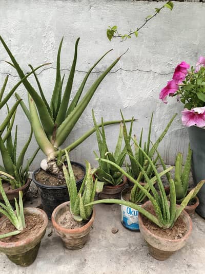 Aloe vera plant
