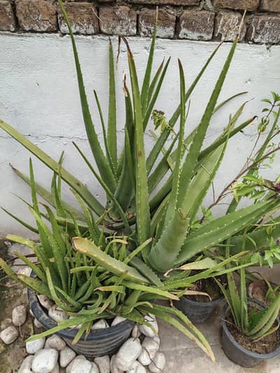 Healthy Aloe Vera Plants for Sale – Easy to Grow & Medicinal