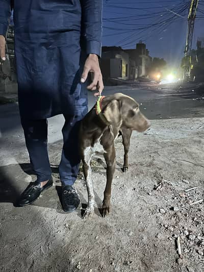 Painter dog for sale