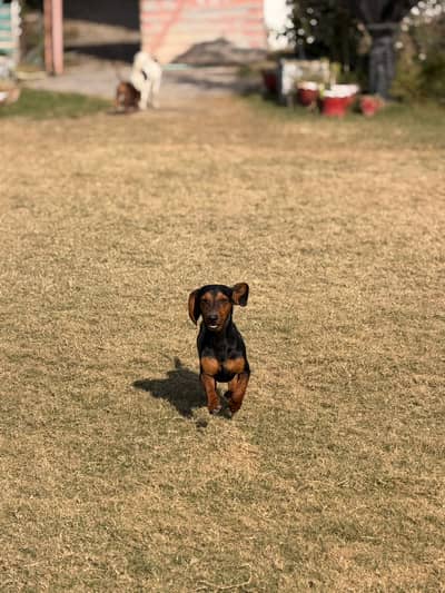 Dachshund