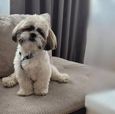 shih Tzu dog