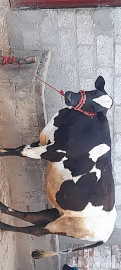 farizan cross 8 months pregnant cow