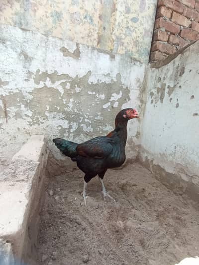 aseel madi available age 3 year plus ha bht achy bachy banati ha