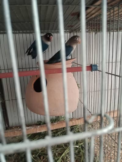 Breeding pair of love birds for sale in low price