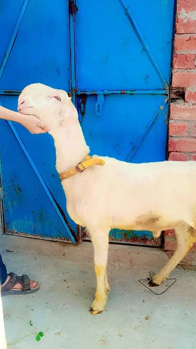 shoq wali chessy A+quality