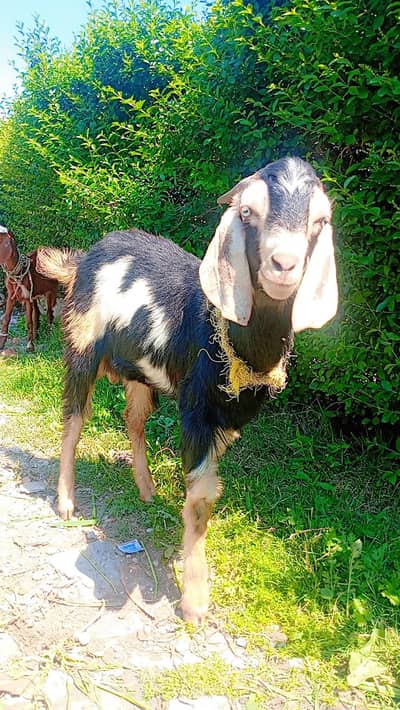 bakra for sale karna hai