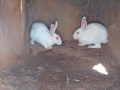 male or female hy pair