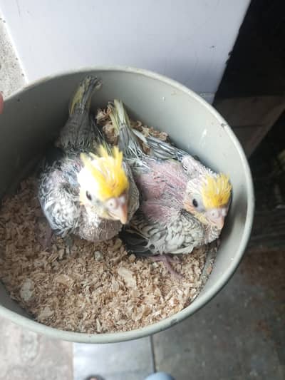 Cocktail Chicks Available For Handtamed