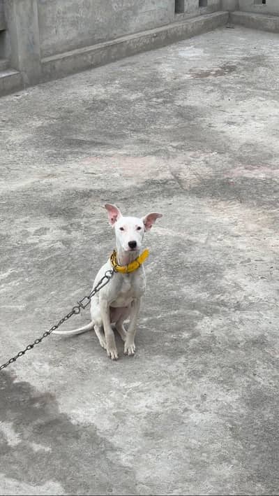 Female kohati Gultair dog for sale