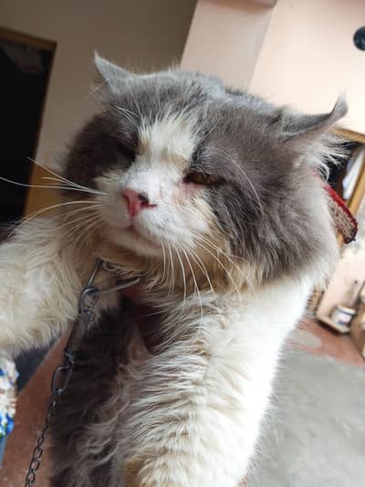 Persian cat