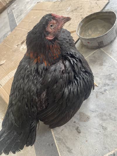 Aseel quality for sale