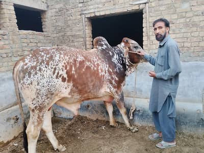 bull for qurbani