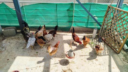 10 golden misri for sale