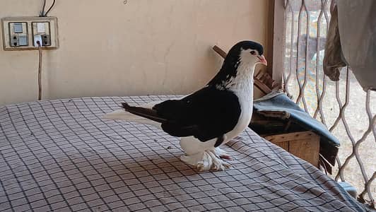 Lahore Sherazi pigeon male