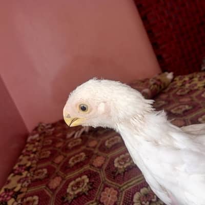 Indian parrot chicks