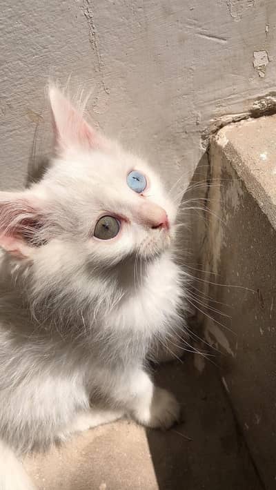 4 Persian Male cat Different eyes