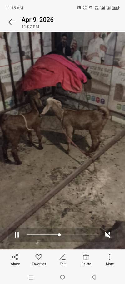 Teddy bakri 2 bachon k sath