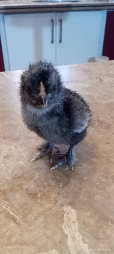 Brahma Chick