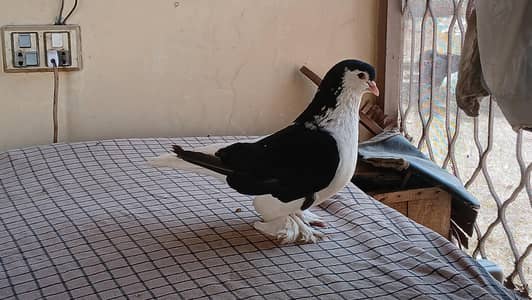 Lahore Sherazi pigeon male