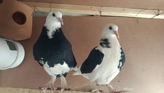 Pigeon Chicks for Sale | Healthy & Strong Birds