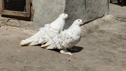 Saddle Frill back pigeons