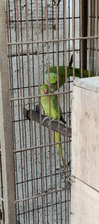 Ringneck pair for sale