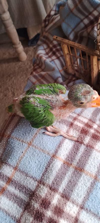 location Sindh Golarachi all Pakistan cargou exchange bi hogye ga i