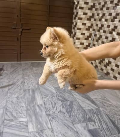 Pomeranian male puppy for sale