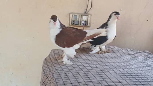 Lahore Sherazi Pigeon 3121580909