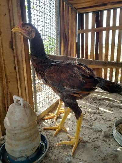 High quality aseel urgent sale