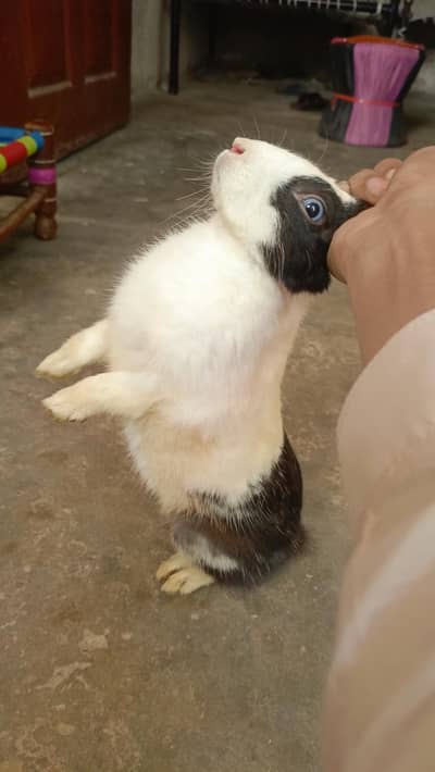 Rabbits For Sale Par Rabbits 1500