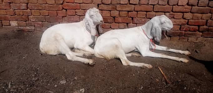 Rajanpuri Desi bakray