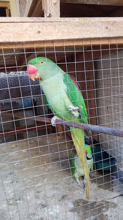 Selling parrots