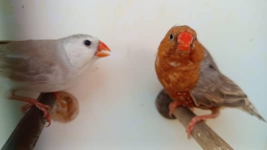 full orange pair final 7000