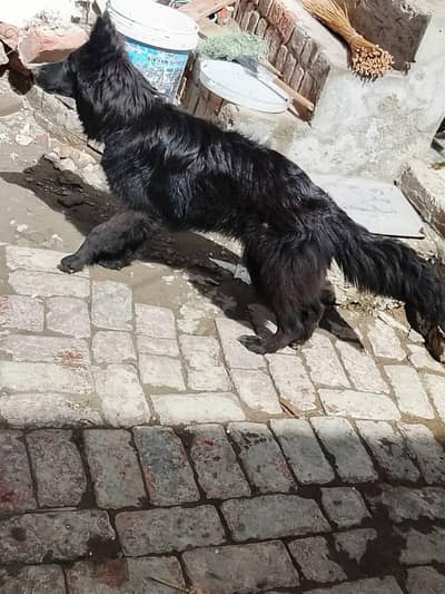 black shepherd female for sale fully active urgent sale 03254007709