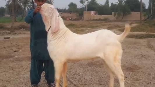 High Quality Rajanpuri 2 Dant Bakra Call Me 03460423873