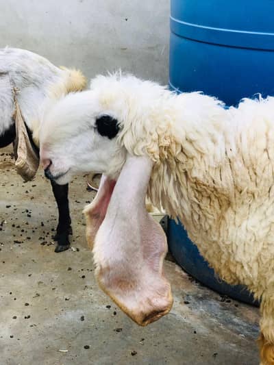 urgently sale required