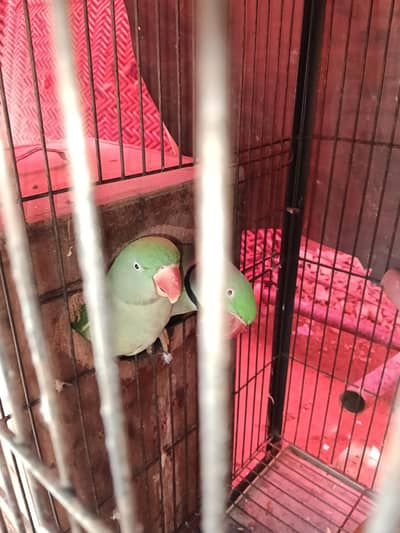 home breed raw parrots 2 years breed  what's app num03074339145