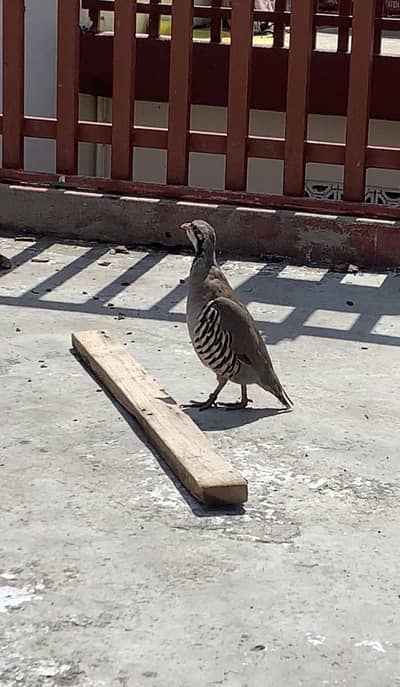 Irani Chand Chakor Available