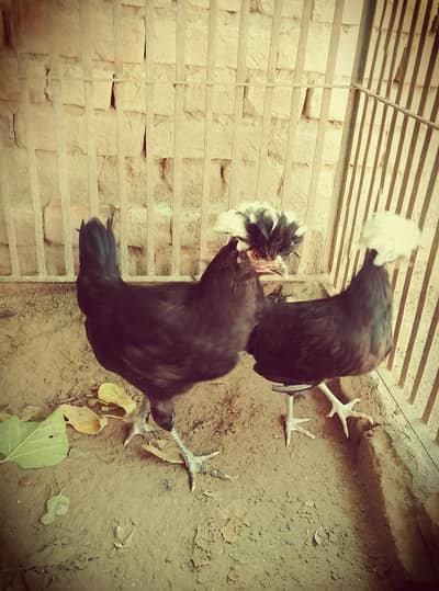 black polish 2 ready to female available